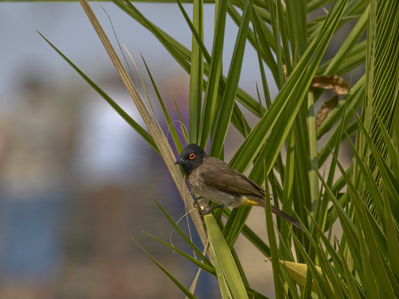 Okaukuejo, Bulbul